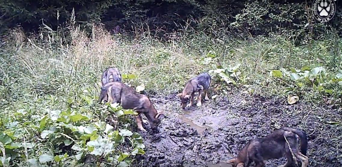 Wilcze szczenięta.